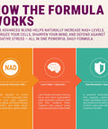 Legrano NAD Supplement how the formula works — NR boosts NAD+ for cellular health, Lion's Mane and Quercetin for brain protection, Trans-Resveratrol and Quercetin for antioxidant defense