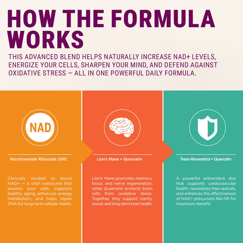Legrano NAD Supplement how the formula works — NR boosts NAD+ for cellular health, Lion's Mane and Quercetin for brain protection, Trans-Resveratrol and Quercetin for antioxidant defense